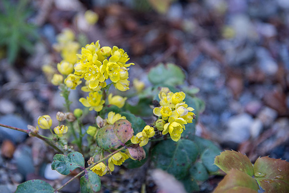Creeping Oregon Grape
