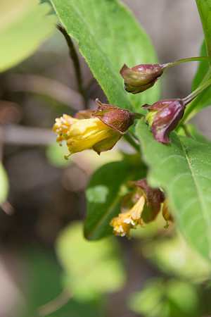 Bracted Honeysuckle