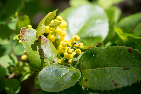 Creeping Oregon Grape II
