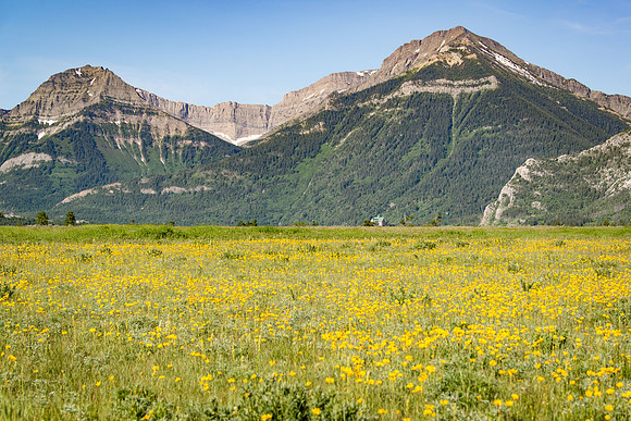 Field of gold