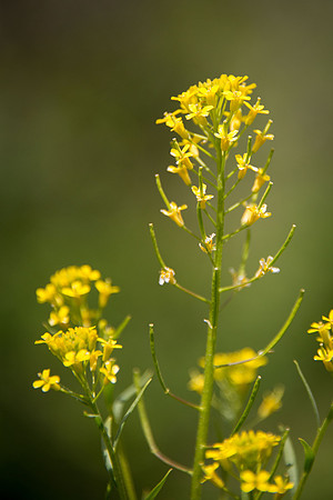 Unidentified