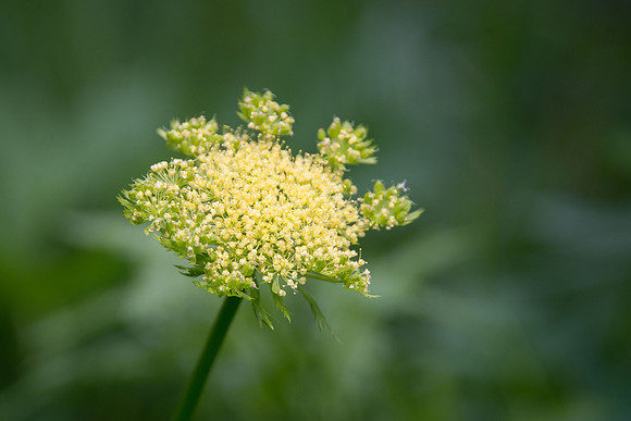 Dawson's Angelica II