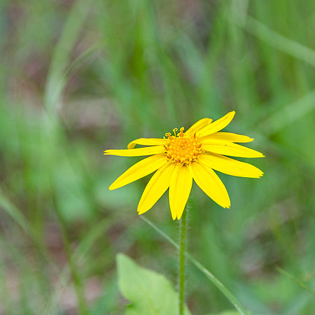 Heart-leaved Arnica