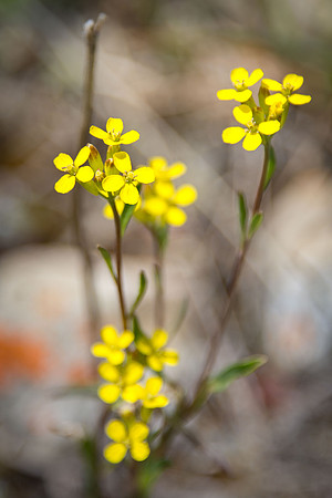 Shy Wallflower