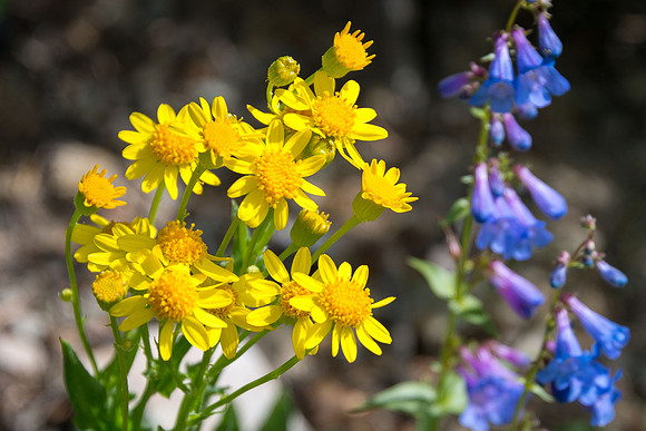 Western Groundsel with Shinning Penstemon