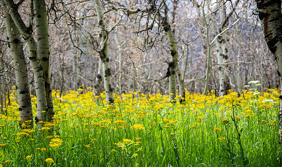 Western Groundsel in burnt out Aspen grove