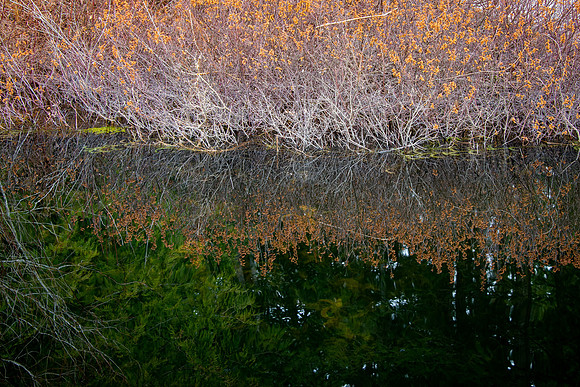 DSC_1176