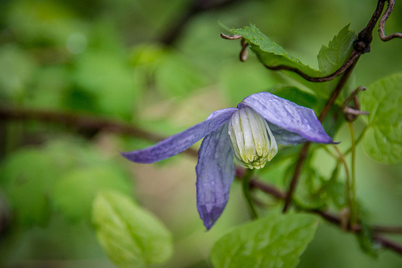 Purple Virgin's Bower