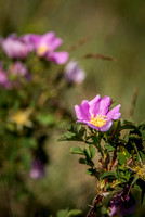 Wild Rose