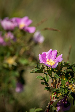 Wild Rose