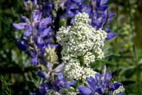 Northern Bedstraw