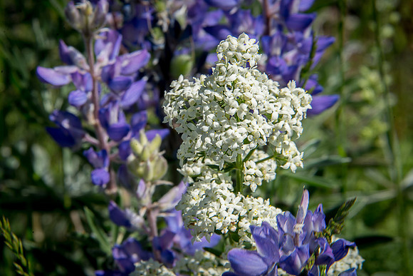 Northern Bedstraw