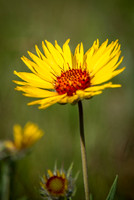 Brown-eyed Susan