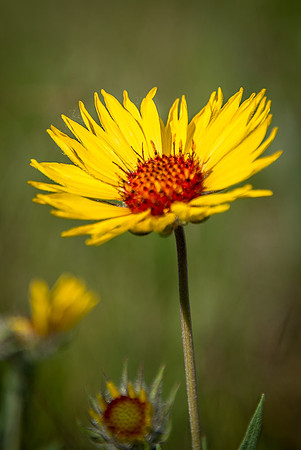Brown-eyed Susan