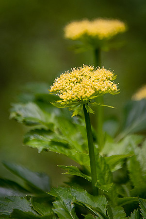 Dawson's Angelica