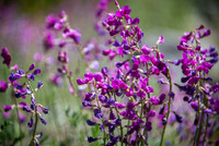 Sweetvetch