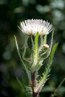White Thistle