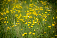 Buttercup