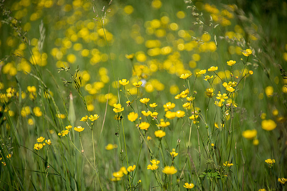 Buttercup