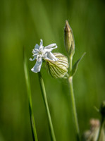 White Campion