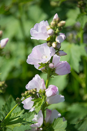 Mountain Hollyhock