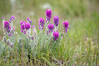 Showy Locoweed
