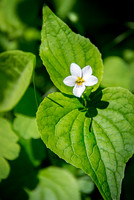 Western Canada Violet