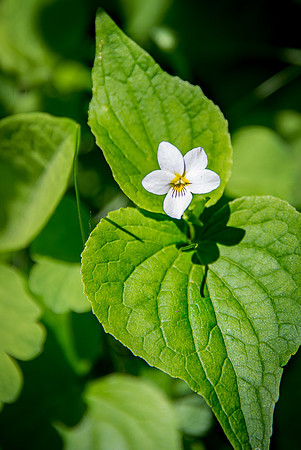 Western Canada Violet