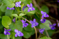 Wildflowers WNP-14