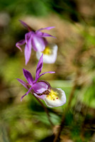 Calypso Orchid