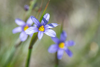 Blue-eyed Grass