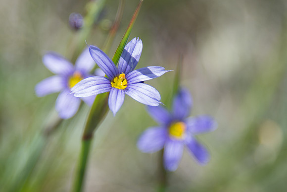 Blue-eyed Grass