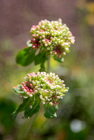 Sulpher Buckwheat