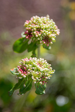Sulpher Buckwheat