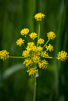 Nine-leaved Desert Parsley