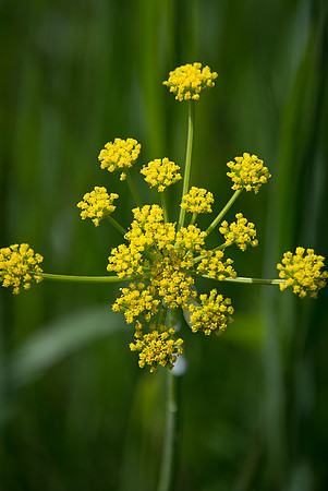 Nine-leaved Desert Parsley