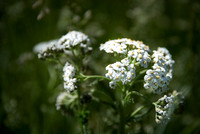 Common Yarrow