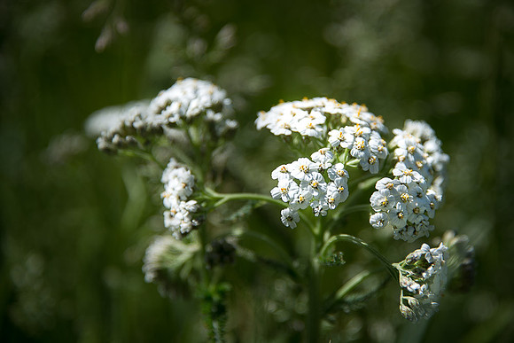 Common Yarrow