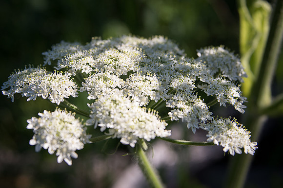 Wildflowers WNP-21