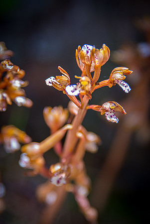 Spotted Coralroot