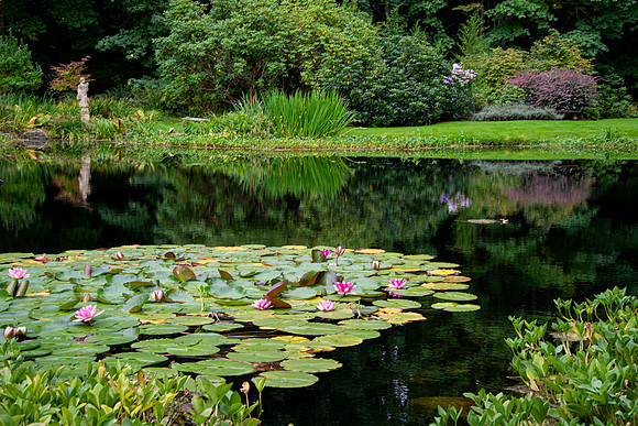 Visions of Monet's water lilies