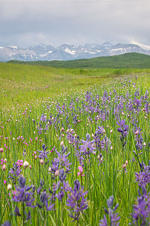 Blue Camas and Wild Chives