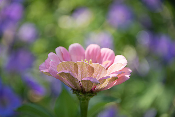 Pretty in Pink - Bibler Garden