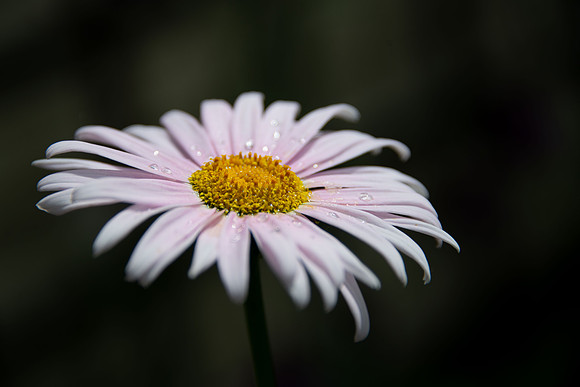 DSC_0819