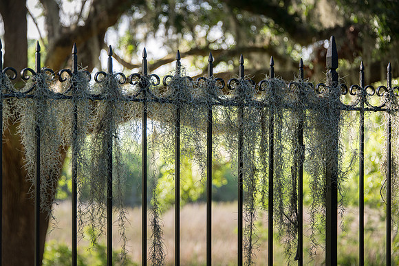 Brookgreen-19