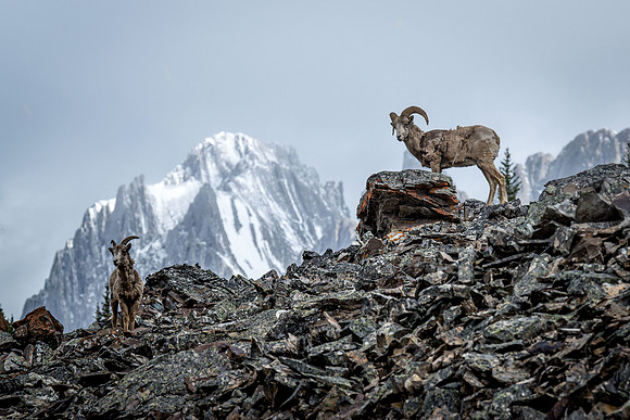 Big horn sheep on Rock Glacier
