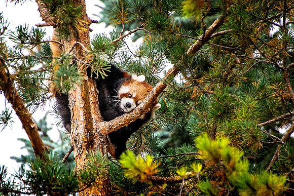 Red Panda