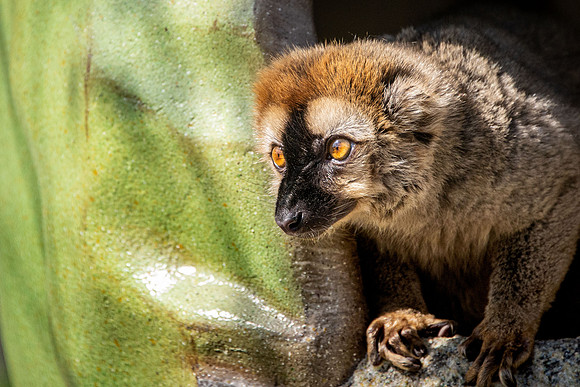 Lemur