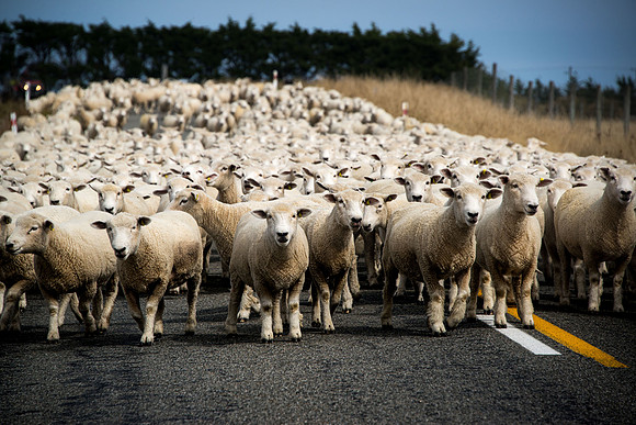 Sheep Shot - New Zealand