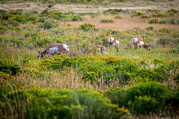 Pronghorn Antelope